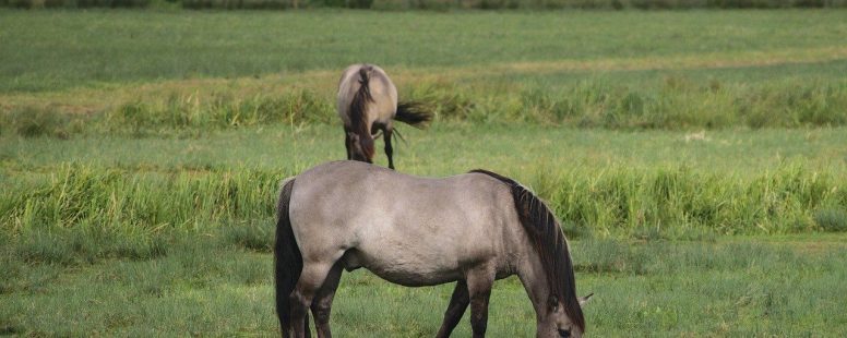 Konik-Pferde und Taurusrinder grasen bald in Saarburg
