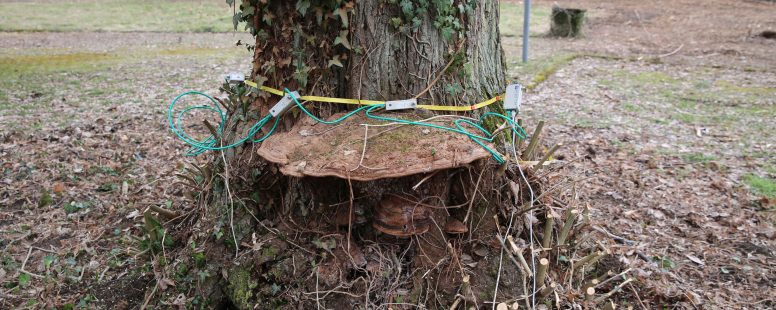 Fällung eines Risikobaums